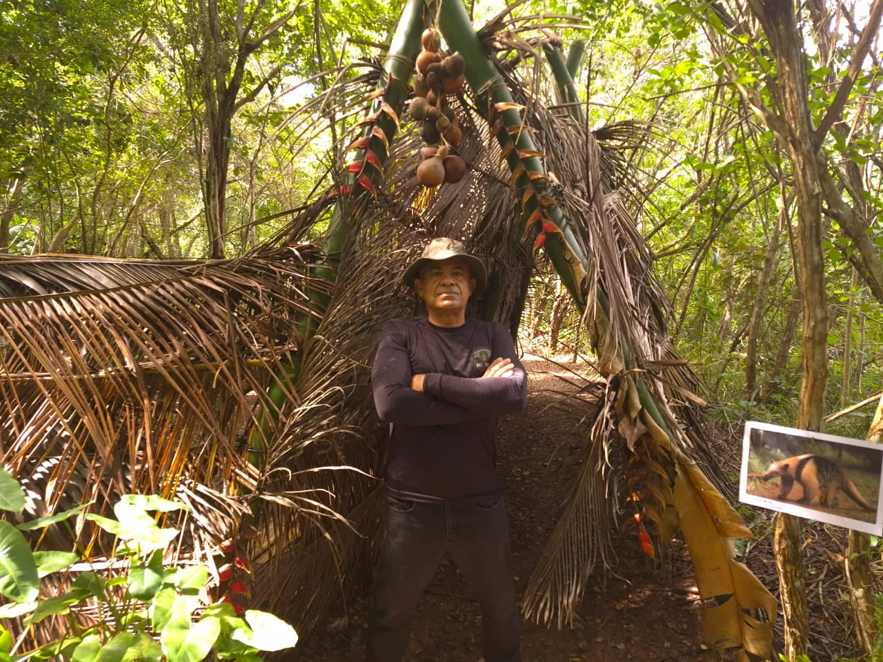 Rei da Selva na Mata Atlântica